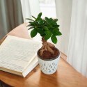 Ficus Ginseng Bonsai gruby pień