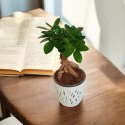 Ficus Ginseng Bonsai gruby pień