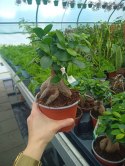 Ficus Ginseng Bonsai gruby pień