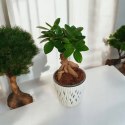 Ficus Ginseng Bonsai gruby pień