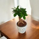 Ficus Ginseng Bonsai gruby pień