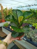 Ficus lyrata Bambino Fikus Dębolistny Lirata