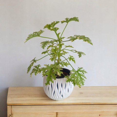 Geranium Anginka Miętowa Pelargonium graveolens ANTYKOMAR VARIEGATA