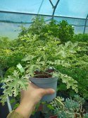 Geranium Anginka Miętowa Pelargonium graveolens ANTYKOMAR VARIEGATA