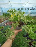 Geranium Anginka Miętowa Pelargonium graveolens ANTYKOMAR VARIEGATA