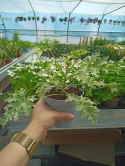 Geranium Anginka Miętowa Pelargonium graveolens ANTYKOMAR VARIEGATA