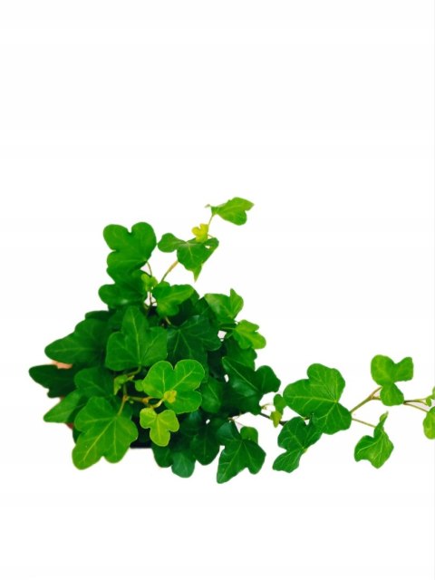 Hedera Helix Bluszcz Pospolity Zwyczajny Zwisający Pnący wonder Hedera Helix Bluszcz Pospolity Zwyczajny Zwisający Pnący wonder