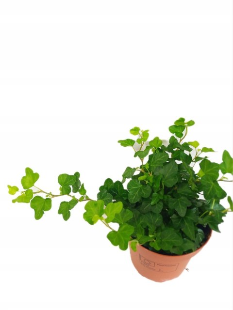 Hedera Helix Bluszcz Pospolity Zwyczajny Zwisający Pnący wonder Hedera Helix Bluszcz Pospolity Zwyczajny Zwisający Pnący wonder