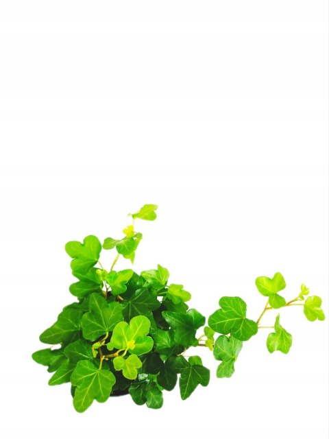Hedera Helix Bluszcz Pospolity Zwyczajny Zwisający Pnący wonder Hedera Helix Bluszcz Pospolity Zwyczajny Zwisający Pnący wonder