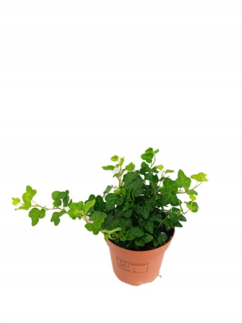 Hedera Helix Bluszcz Pospolity Zwyczajny Zwisający Pnący wonder Hedera Helix Bluszcz Pospolity Zwyczajny Zwisający Pnący wonder