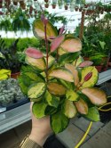 Hoya Australis Tricolor Woskownica Hoja