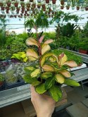 Hoya Australis Tricolor Woskownica Hoja