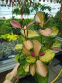 Hoya Australis Tricolor Woskownica Hoja