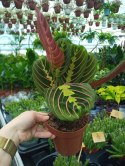 Maranta leuconeura Fascinator Tricolor Maranta trójbarwna Colorful Beauty