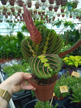 Maranta leuconeura Fascinator Tricolor Maranta trójbarwna Colorful Beauty