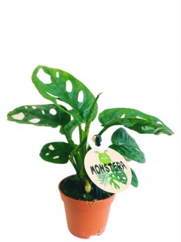 Monstera adansonii Monkey Mask mini