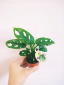 Monstera adansonii Monkey Mask mini