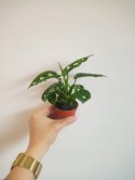 Monstera adansonii Monkey Mask mini