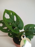 Monstera adansonii Monkey Mask mini