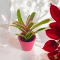 Nidularium Fire Ball Bromelia do terrarium do lasu w szkle