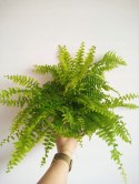 Paproć nephrolepis exaltata Boston Paprotka zwykła Nefrolepis Fern Średnia