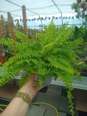 Paproć nephrolepis exaltata Boston Paprotka zwykła Nefrolepis Fern Średnia