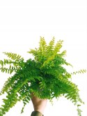 Paproć nephrolepis exaltata Boston Paprotka zwykła Nefrolepis Fern Średnia