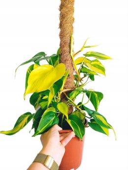 Philodendron Scandens Brasil Filodendron Brazylijski Złote Serce NA PALU