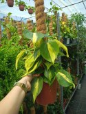 Philodendron Scandens Brasil Filodendron Brazylijski Złote Serce NA PALU