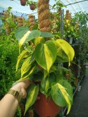 Philodendron Scandens Brasil Filodendron Brazylijski Złote Serce NA PALU