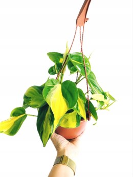 Philodendron Scandens Brasil Filodendron Brazylijski Złote Serce Wiszący