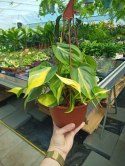 Philodendron Scandens Brasil Filodendron Brazylijski Złote Serce Wiszący