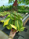 Philodendron Scandens Brasil Filodendron Brazylijski Złote Serce Wiszący