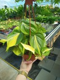 Philodendron Scandens Brasil Filodendron Brazylijski Złote Serce Wiszący