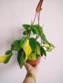 Philodendron Scandens Brasil Filodendron Brazylijski Złote Serce Wiszący