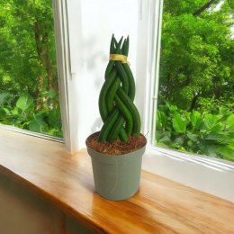 Sansevieria CYLINDRICA Język Teściowej Wężownica RURKI WARKOCZ