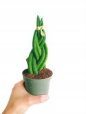 Sansevieria CYLINDRICA Język Teściowej Wężownica RURKI WARKOCZ