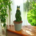 Sansevieria CYLINDRICA Język Teściowej Wężownica RURKI WARKOCZ