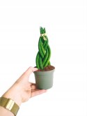 Sansevieria CYLINDRICA Język Teściowej Wężownica RURKI WARKOCZ