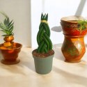 Sansevieria CYLINDRICA Język Teściowej Wężownica RURKI WARKOCZ