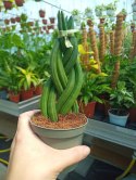 Sansevieria CYLINDRICA Język Teściowej Wężownica RURKI WARKOCZ