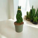 Sansevieria CYLINDRICA Język Teściowej Wężownica RURKI WARKOCZ