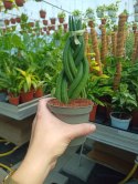 Sansevieria CYLINDRICA Język Teściowej Wężownica RURKI WARKOCZ