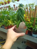 Sansevieria CYLINDRICA Język Teściowej Wężownica RURKI WARKOCZ