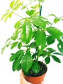 Schefflera arboricola Luseana Szeflera zielona Drzewko Parasolowe