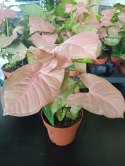 Syngonium Neon Robusta zroślicha podophyllum Różowe Syngonium Pink