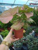 Syngonium Neon Robusta zroślicha podophyllum Różowe Syngonium Pink