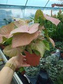 Syngonium Neon Robusta zroślicha podophyllum Różowe Syngonium Pink