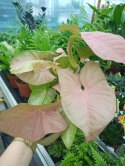 Syngonium Neon Robusta zroślicha podophyllum Różowe Syngonium Pink