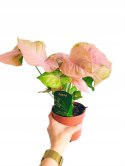 Syngonium Neon Robusta zroślicha podophyllum Różowe Syngonium Pink